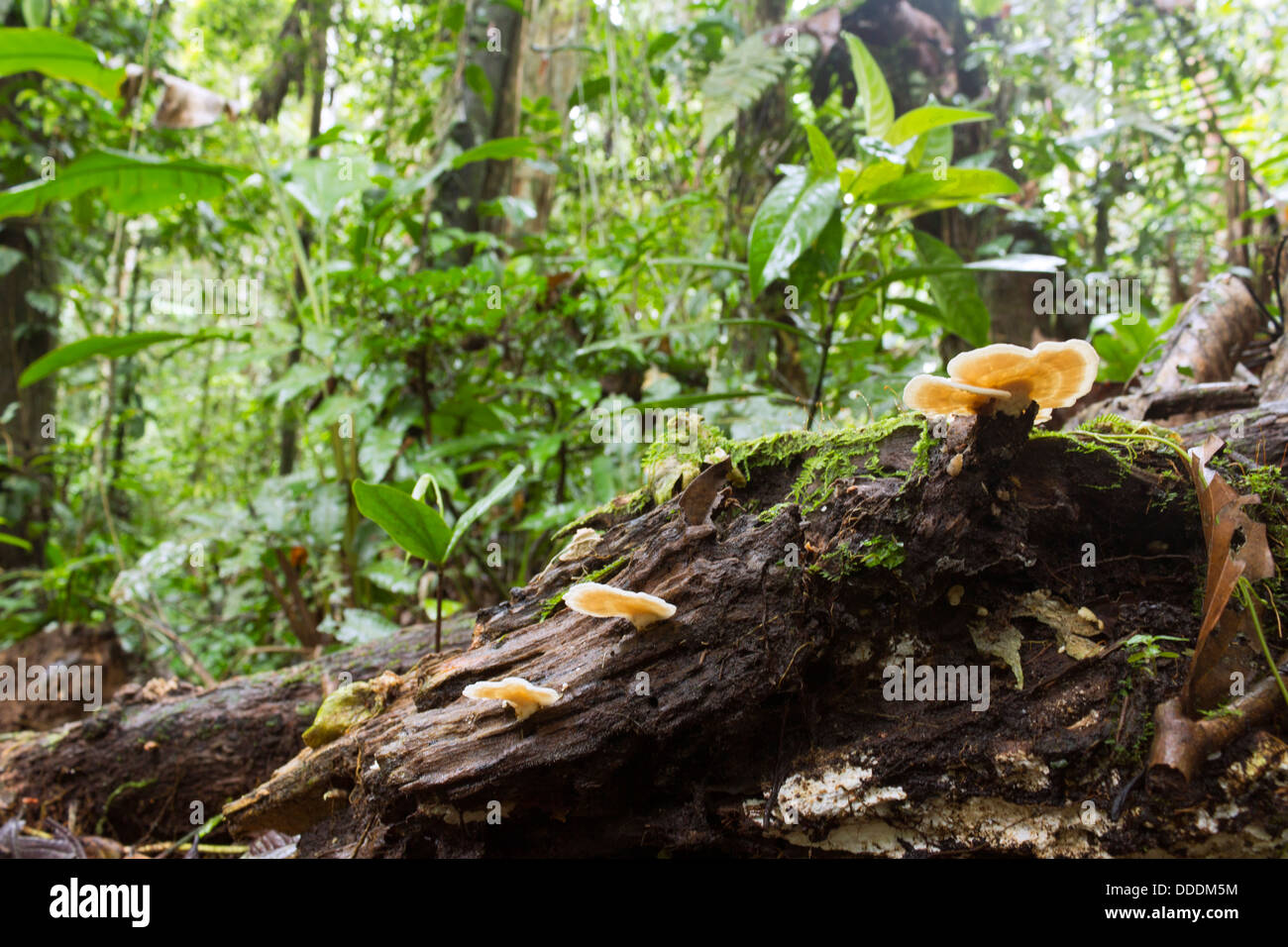 Avec le support du journal en décomposition sur le sol de la forêt tropicale des champignons, de l'Équateur Banque D'Images