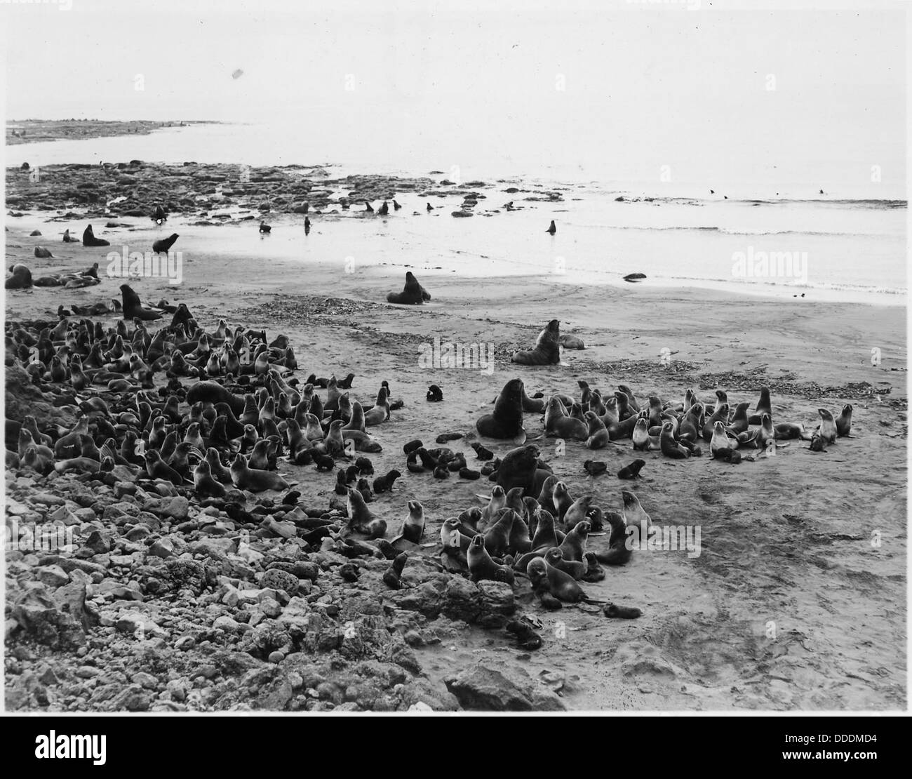 Une partie de la zone du harem des otaries à fourrure à la rookerie Polovina sur l'île Paul, un site clé pour la reproduction des otaries à fourrure. Banque D'Images