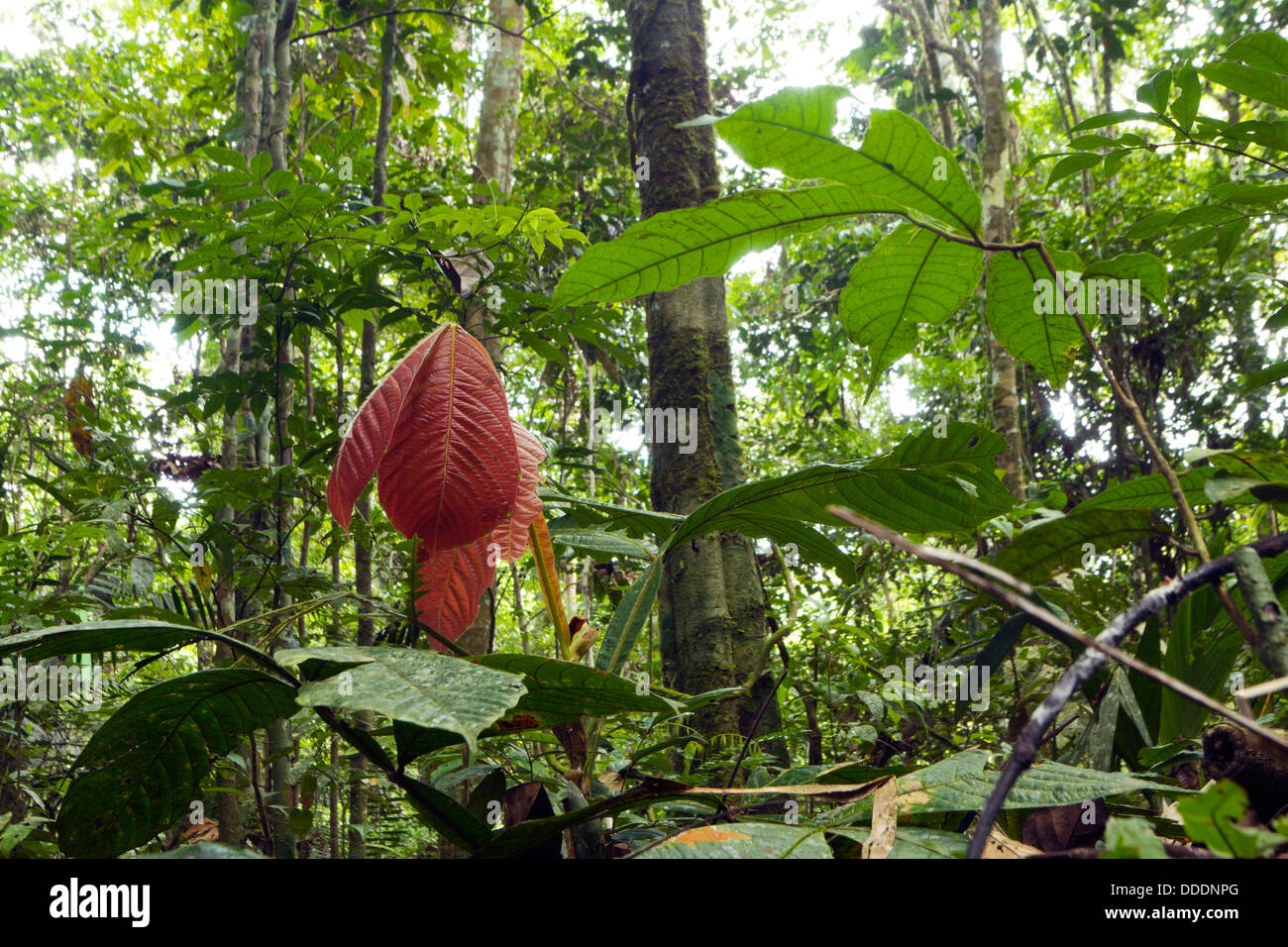 De nouvelles feuilles poussent sur un arbuste d'Inga dans le sous-étage de la forêt tropicale, l'Équateur Banque D'Images