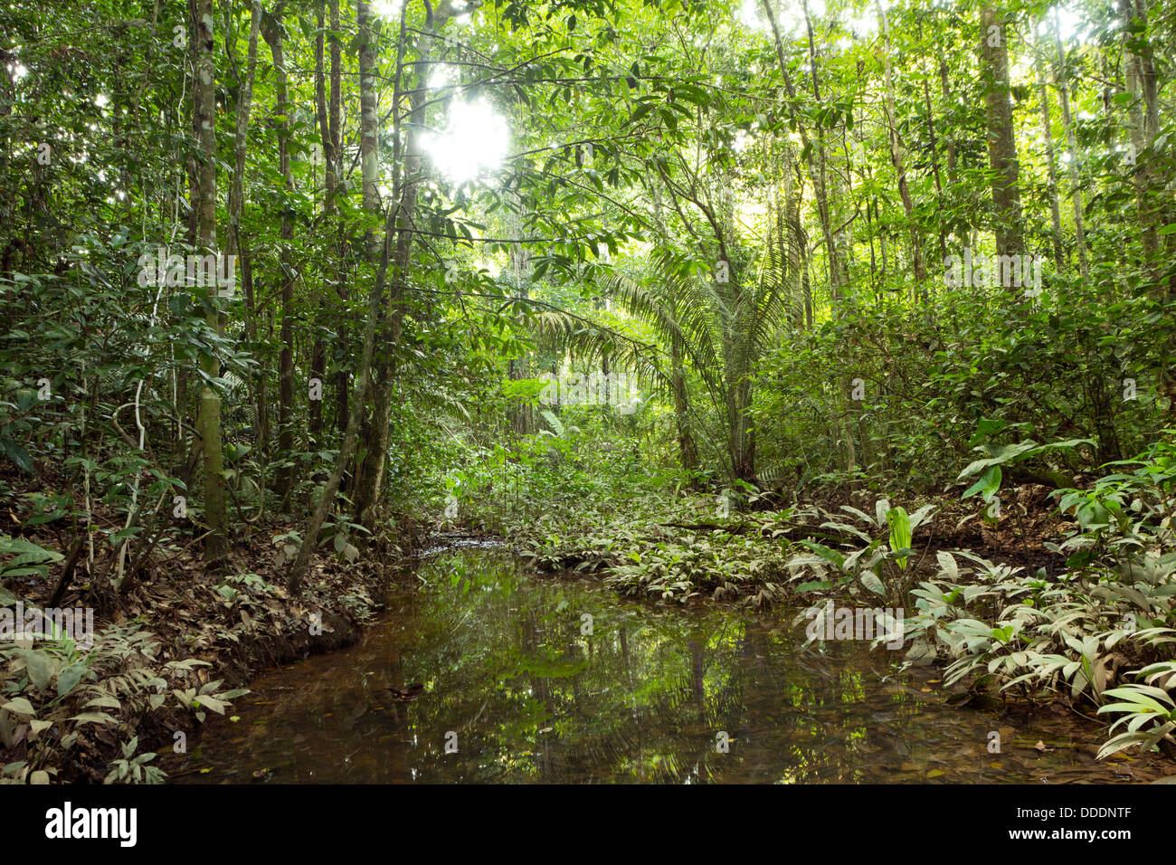 Piscine sous la canopée de la forêt tropicale en Equateur Banque D'Images
