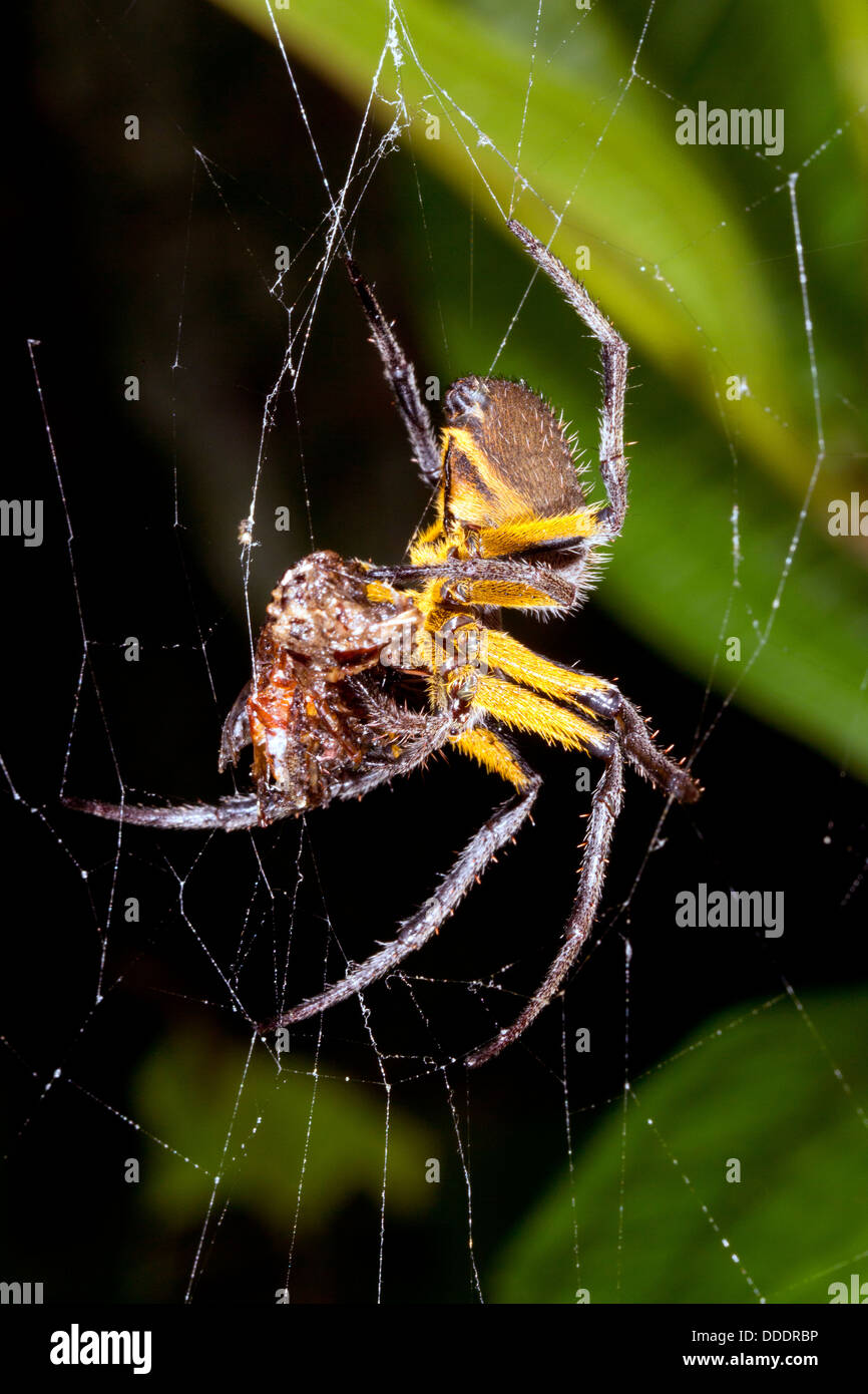 Orb Spider web-amazonienne de manger une proie dans la nuit, l'Équateur Banque D'Images