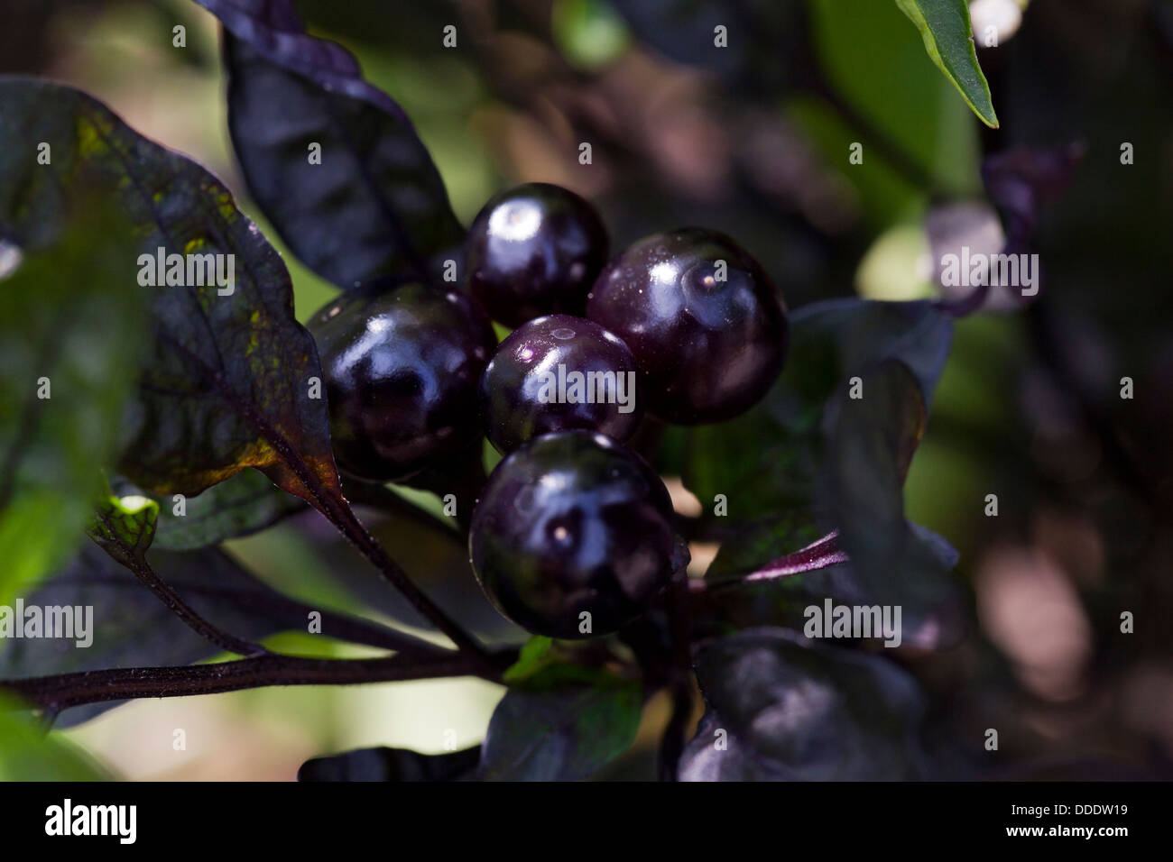 Variété de piments forts (Black Pearl) - Capsicum annuum Banque D'Images