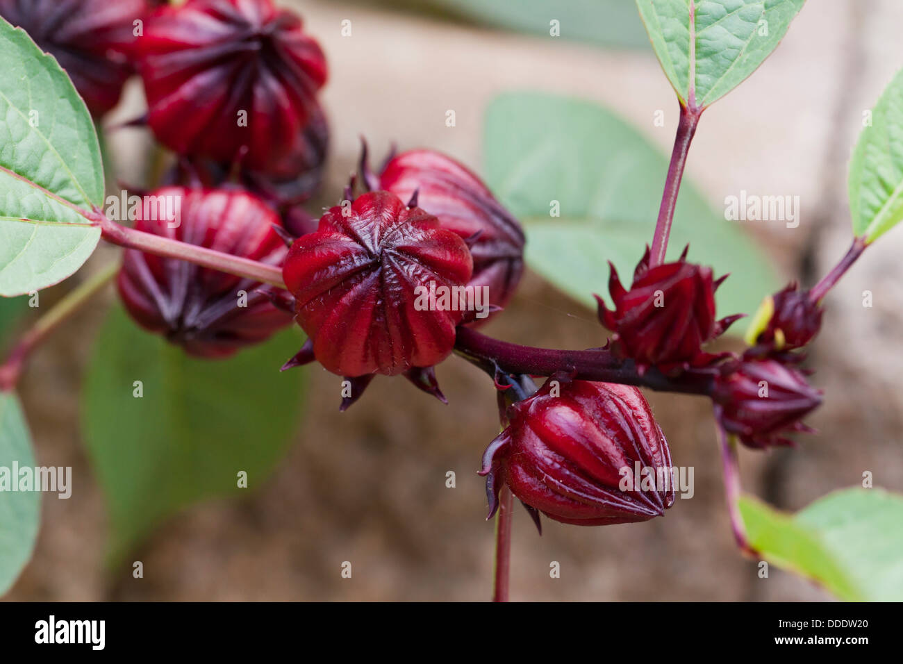 Fruit de l'Hibiscus sabdariffa Photo Stock Alamy