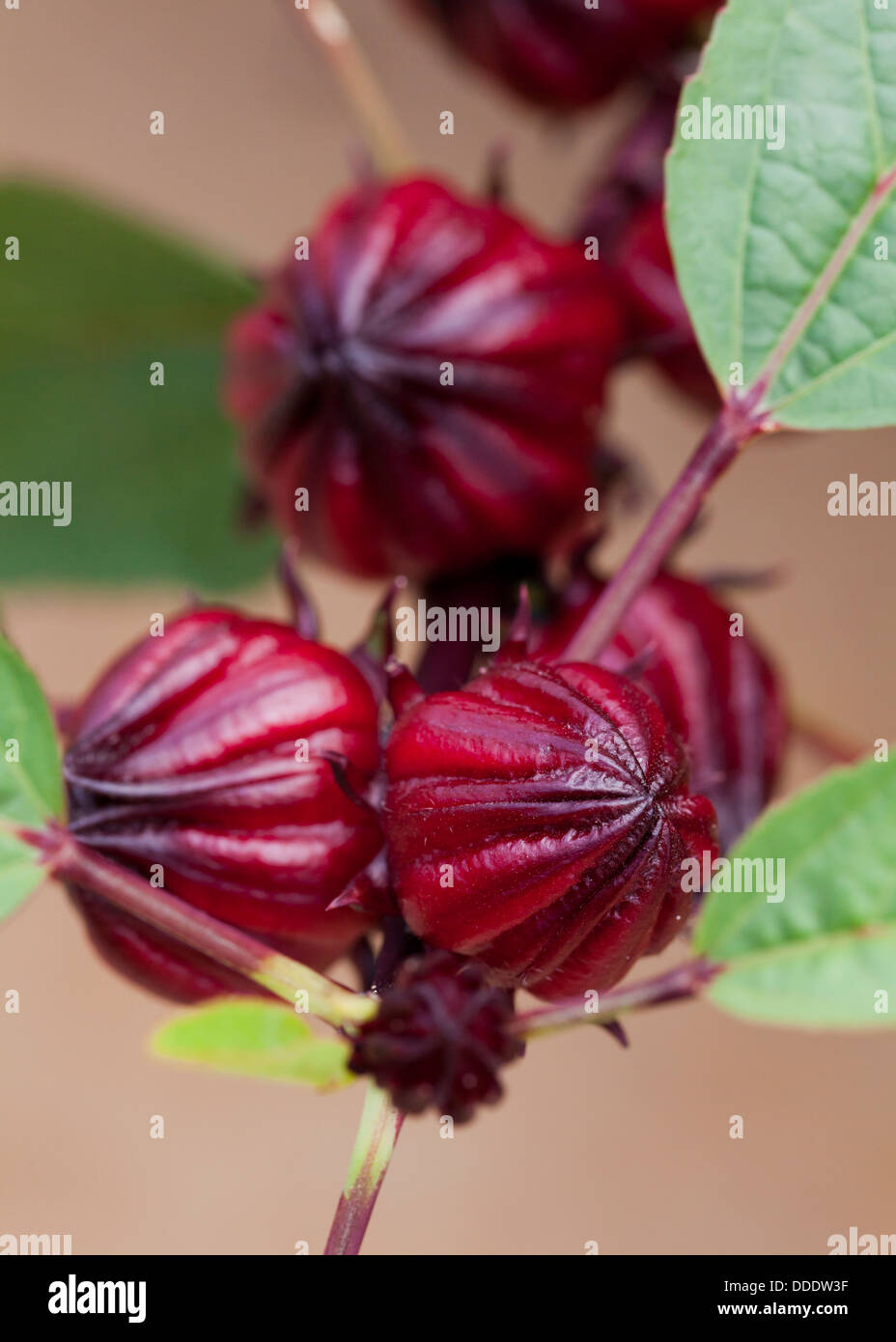 Hibiscus sabdariffa Banque de photographies et d’images à haute