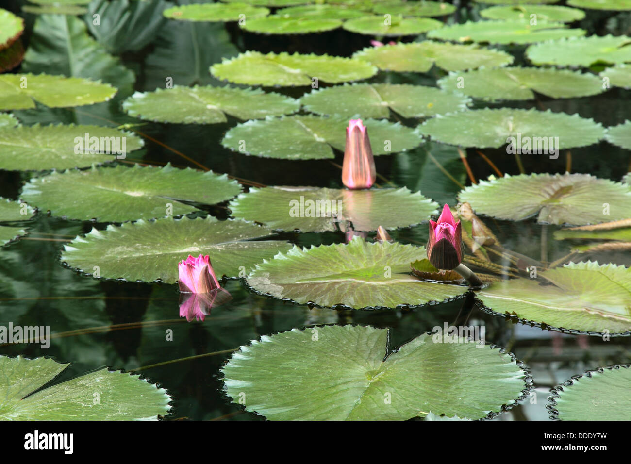 Water Lilly pads à Kew Gardens, Angleterre Banque D'Images