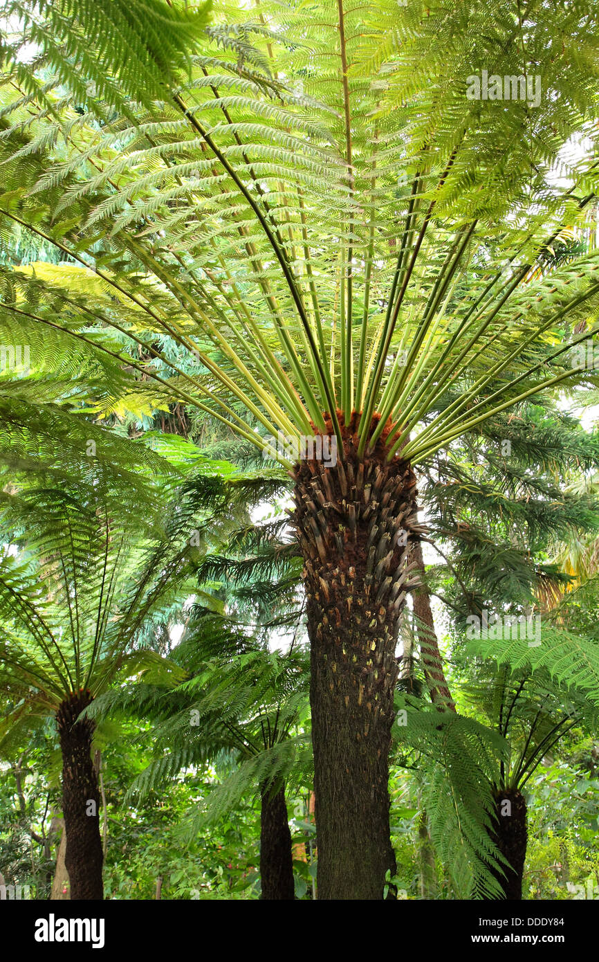 Dicksonia antarctica fougères arborescentes à Kew Gardens Europe House, Angleterre Banque D'Images