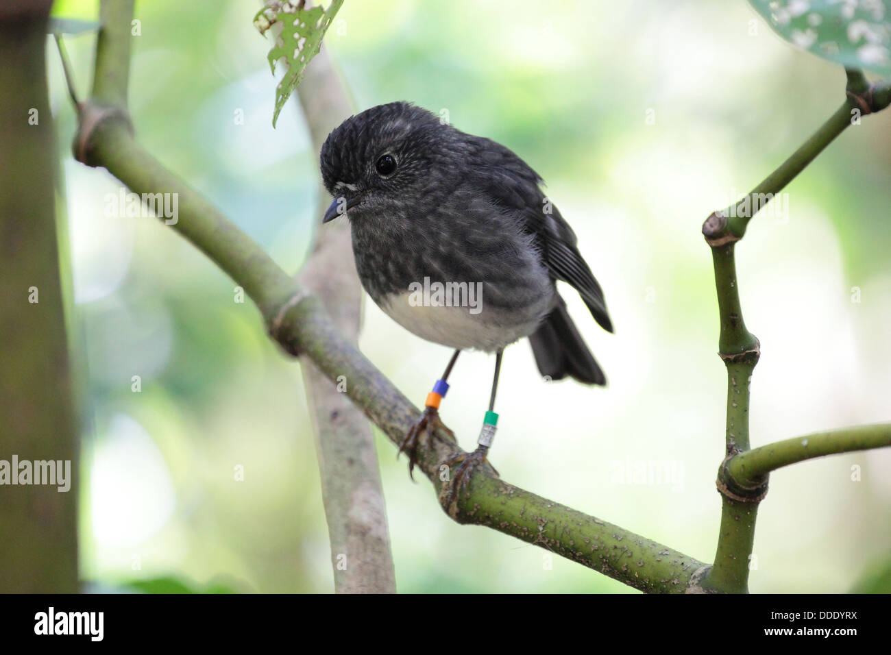 Robin - noir d'oiseaux indigènes de la Nouvelle-Zélande Banque D'Images