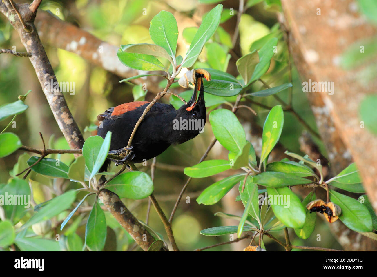 Saddleback - New Zealand Native Bird Banque D'Images