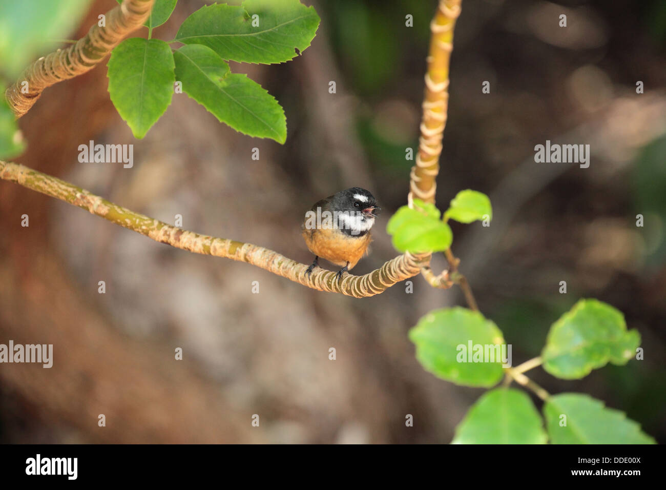 - Fantail Nouvelle-zélande Native Bird Banque D'Images