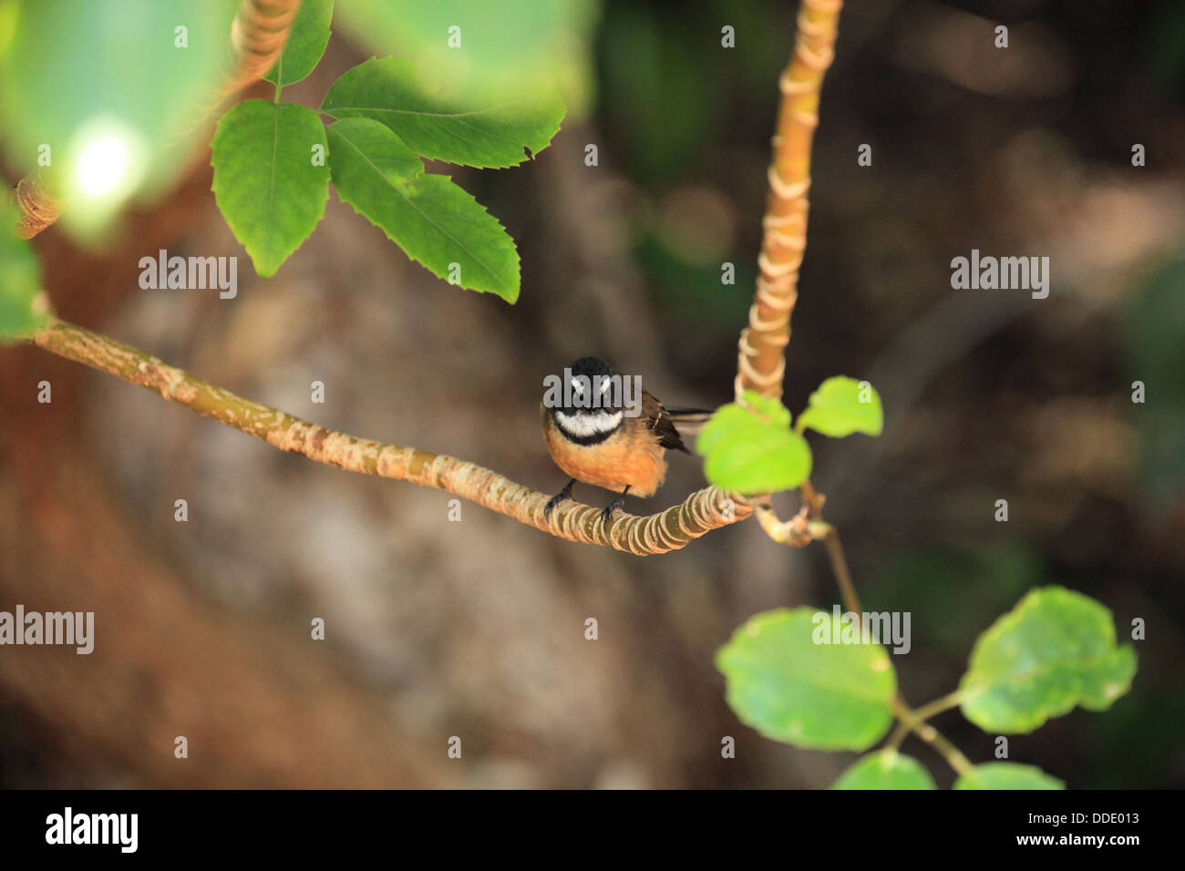 - Fantail Nouvelle-zélande Native Bird Banque D'Images