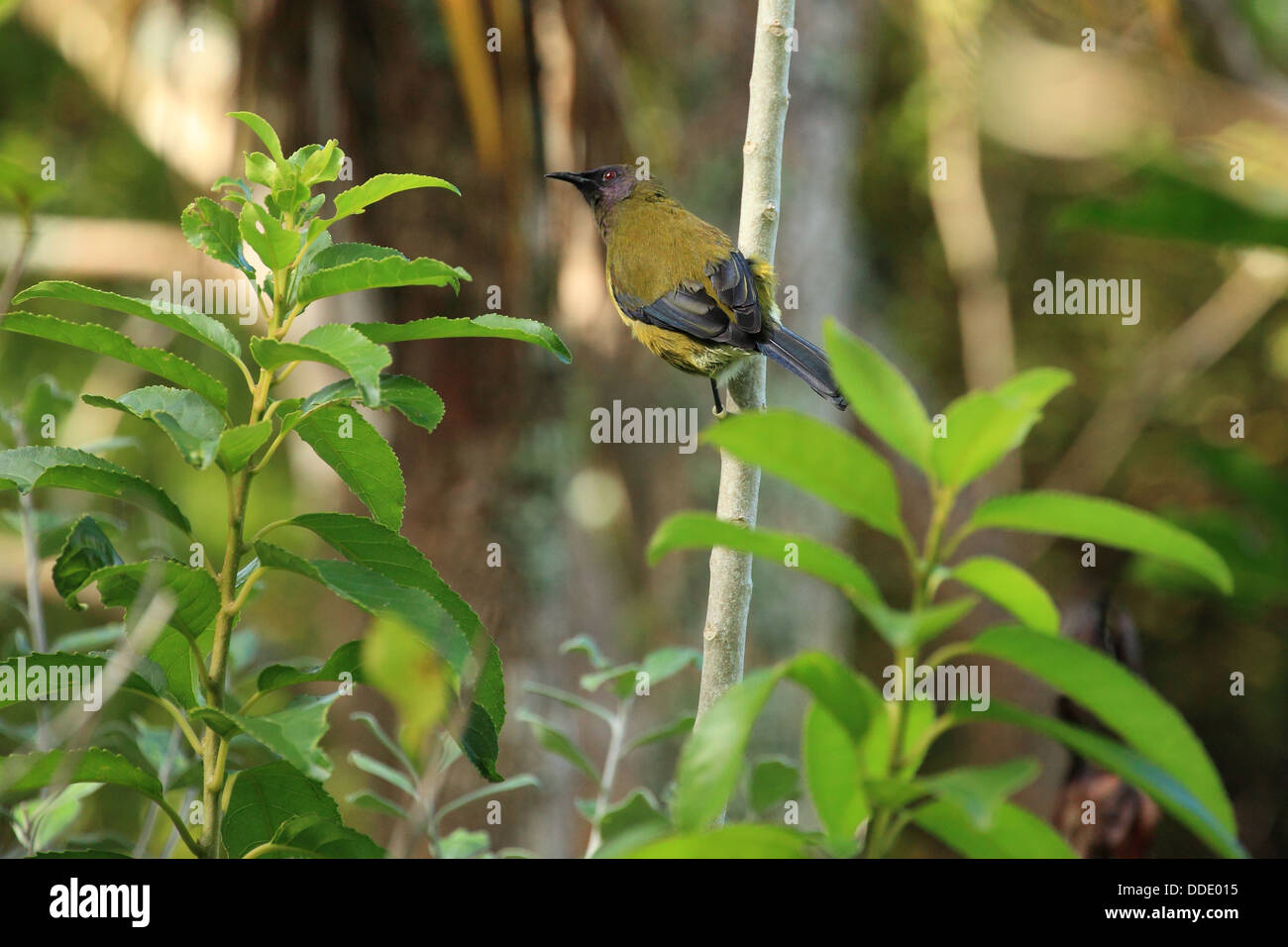 Méliphage carillonneur - Nouvelle-Zélande indigène à l'Île Tiritiri Oiseaux, Nouvelle-Zélande Banque D'Images