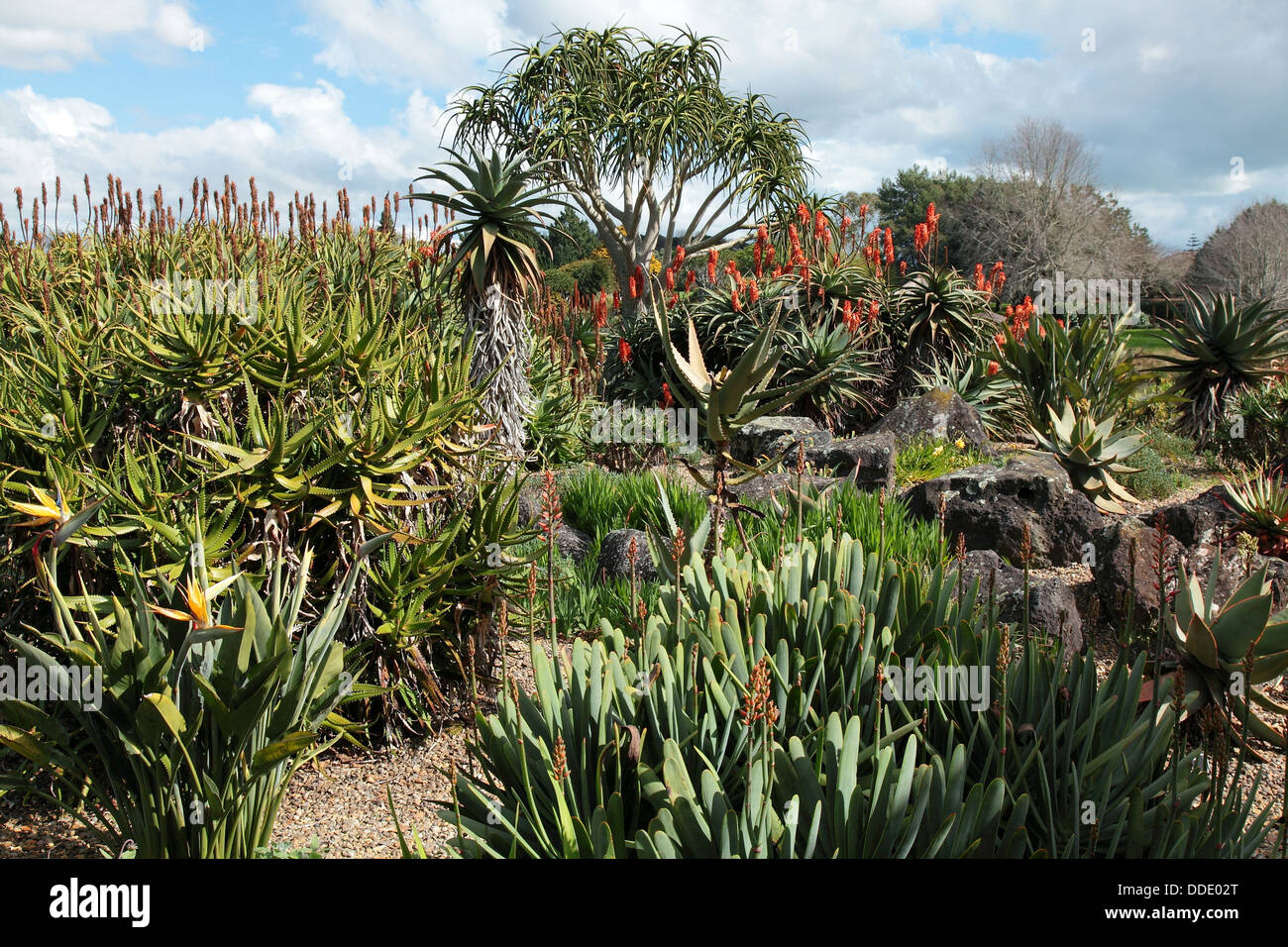 Le Jardin d'Afrique du Sud à Auckland Botanic Gardens Banque D'Images