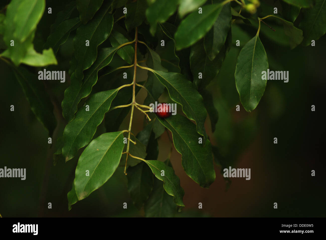 Les feuilles et les fruits santal Banque D'Images