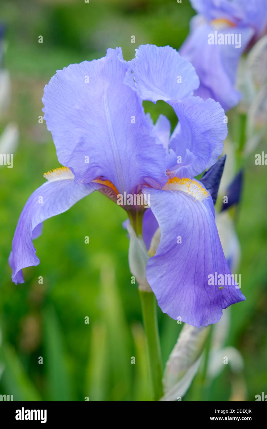 Iris mauve non identifiés. Banque D'Images