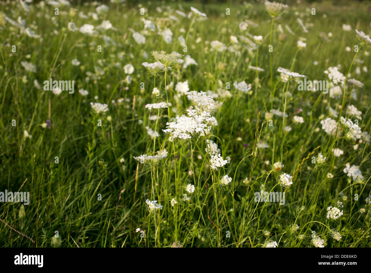 Résumé complet une foule de fleurs blanches. Banque D'Images