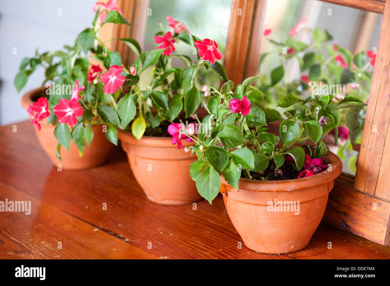 L'impatiens colorés des plantes dans des pots en terre cuite sur une table en bois et soutenu par un miroir. Banque D'Images