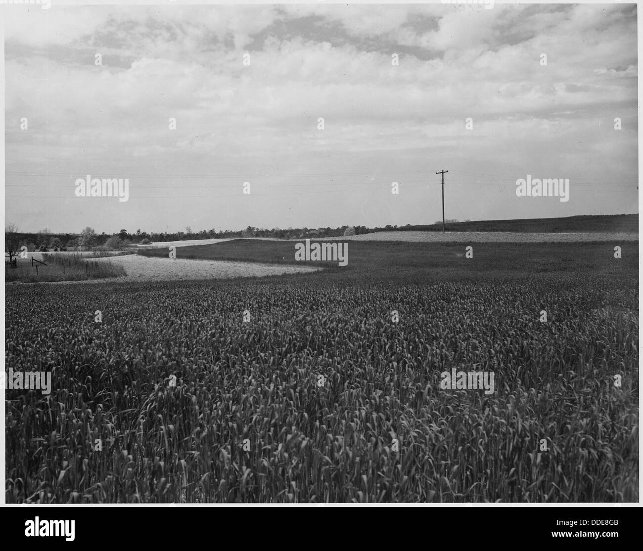 Une pratique de rotation des cultures en bande est mise en œuvre sur la ferme de Mr. H. C. long dans le comté de Newberry, en Caroline du Sud, mettant en valeur des techniques d'agriculture durable. Banque D'Images Une pratique de rotation des cultures en bande est mise en œuvre sur la ferme de Mr. H. C. long dans le comté de Newberry, en Caroline du Sud, mettant en valeur des techniques d'agriculture durable. Banque D'Images