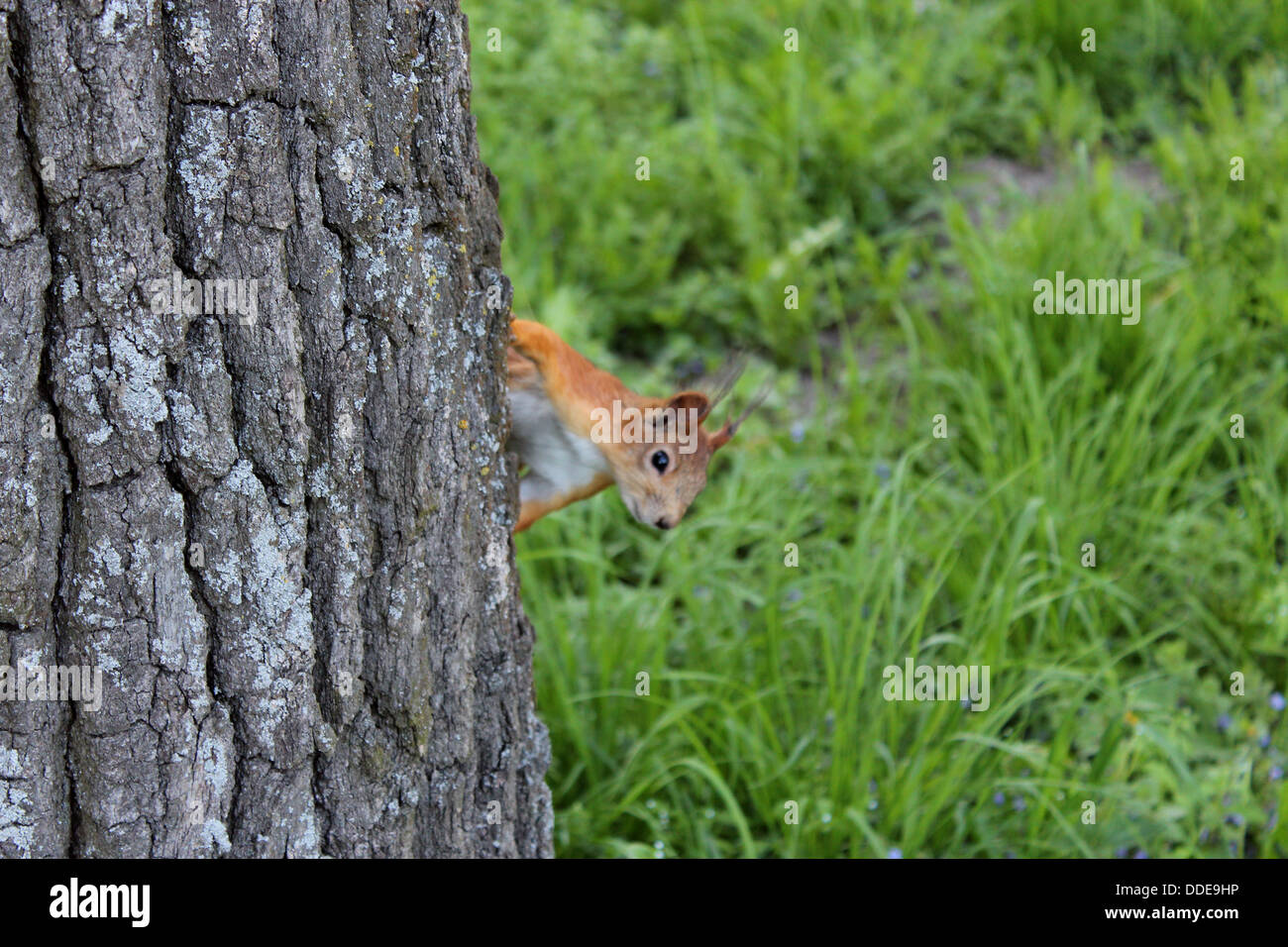 Droit d'écureuil assis sur l'arbre dans le parc Banque D'Images