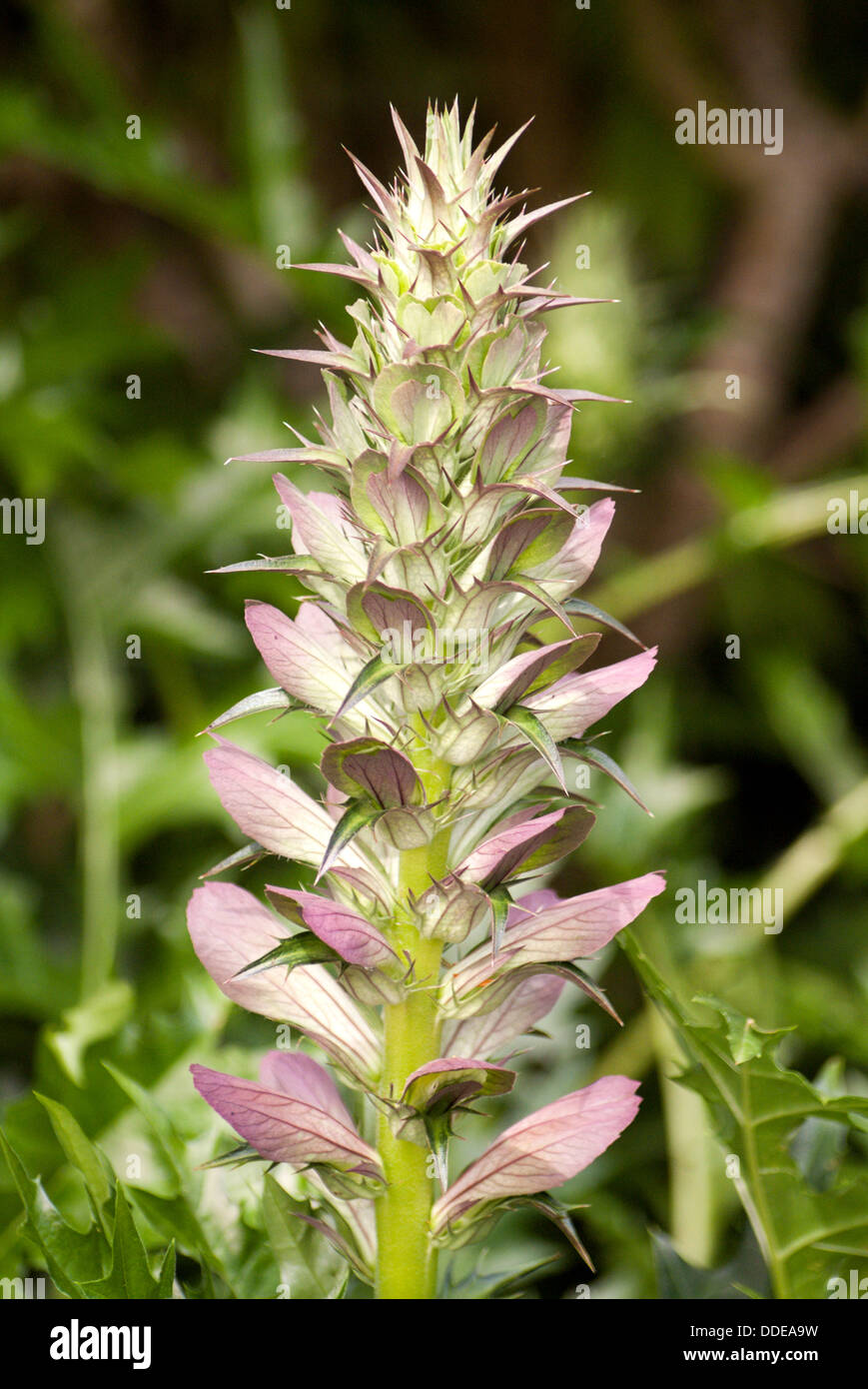 Herbacious Acanthus Spinosus photographiés dans un jardin Sussex Banque D'Images