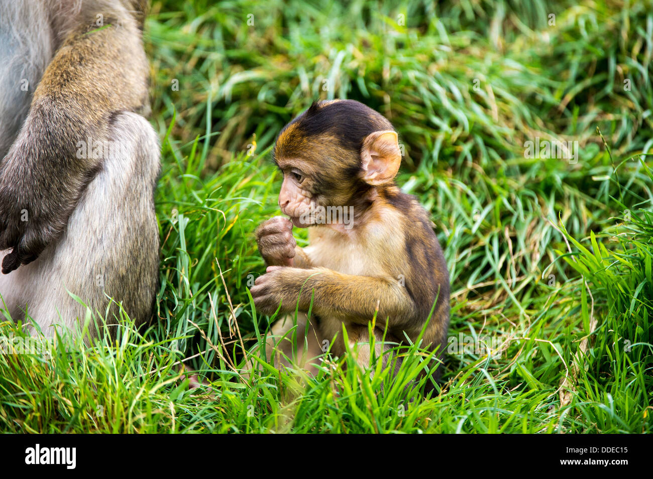 Bébé Macaque de Barbarie Banque D'Images