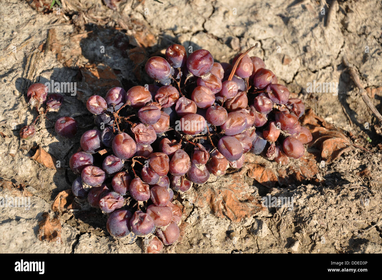 Les raisins rouges séchés est tombée de la vigne dans un vignoble dans la région de Nieve en Italie du nord Banque D'Images