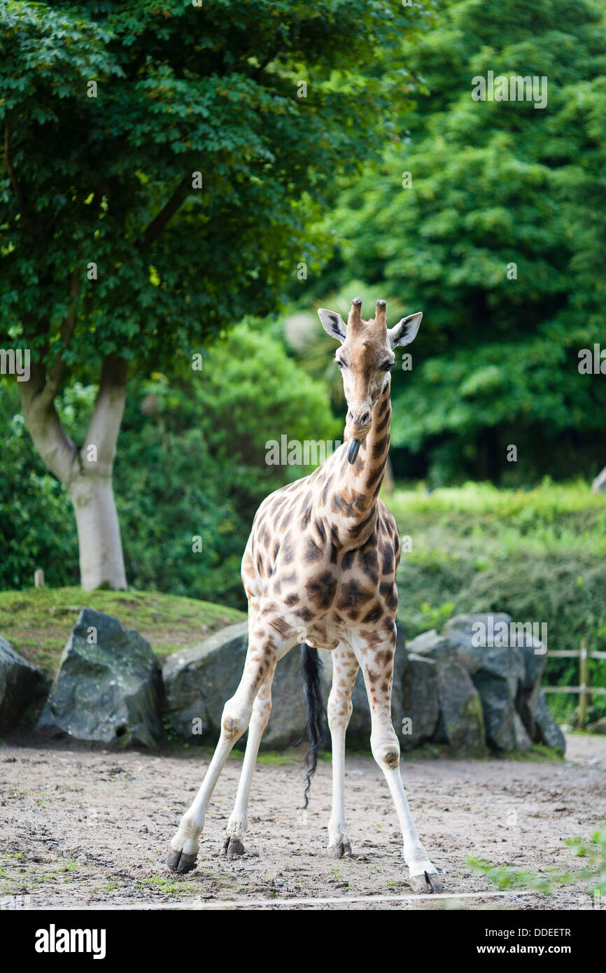 Une jeune girafe bascule sur ses pieds et jambes à Belfast Zoological Gardens en Irlande du Nord Banque D'Images