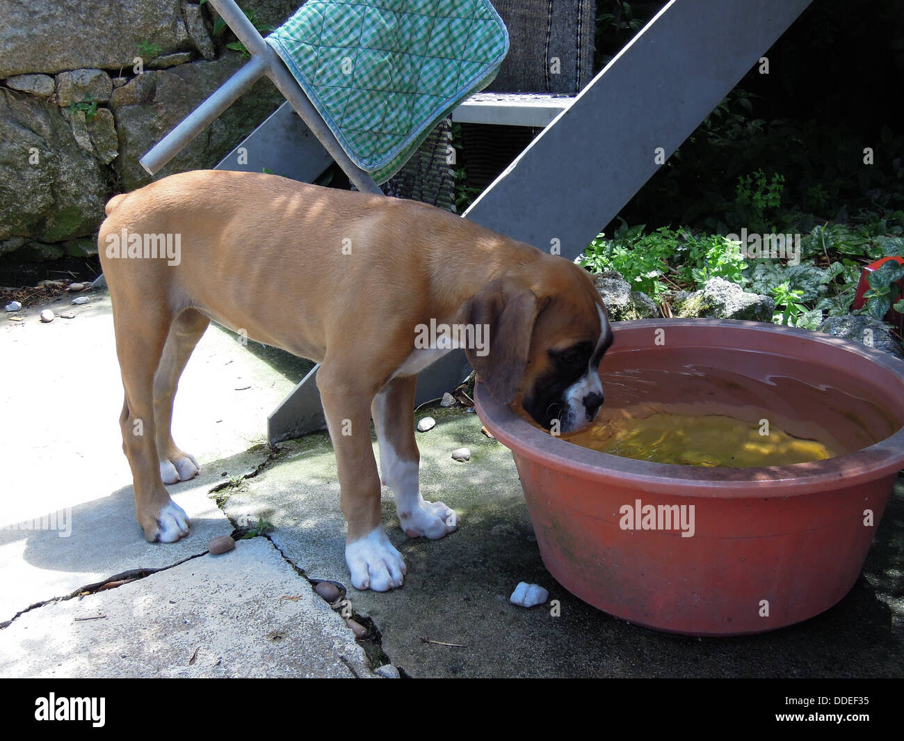 Chiot boxer eau potable d'un grand bassin Banque D'Images