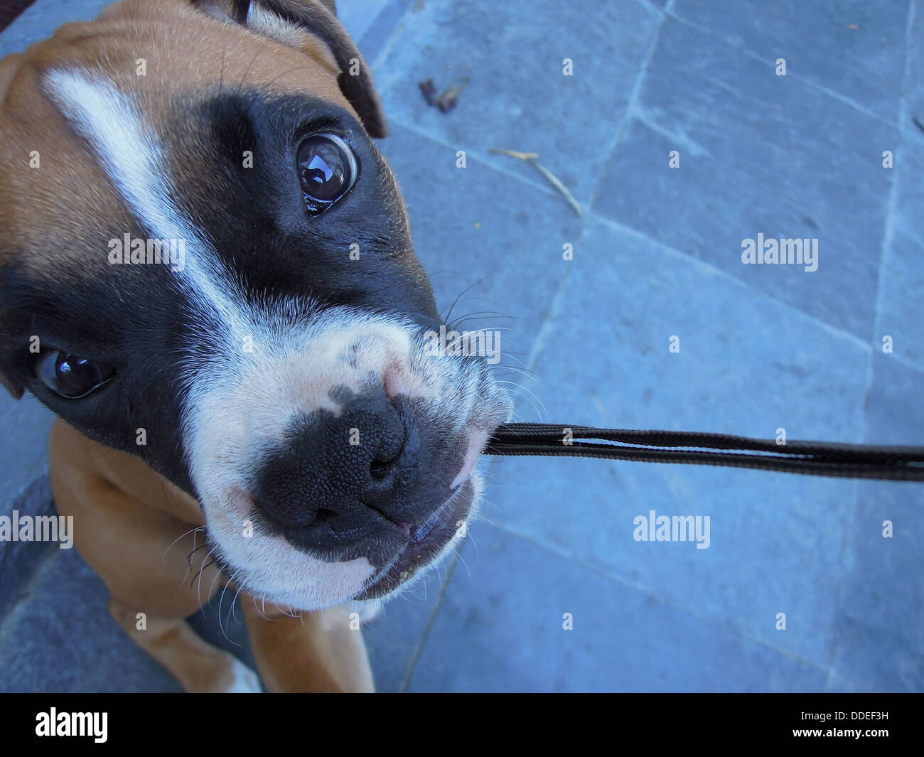 Un mignon chiot boxer mordant est une laisse Banque D'Images