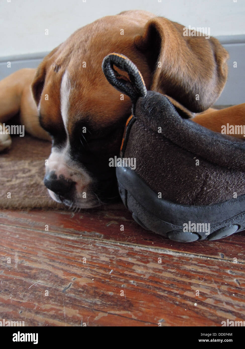 Boxer chiot dormir sur une chaussure Banque D'Images