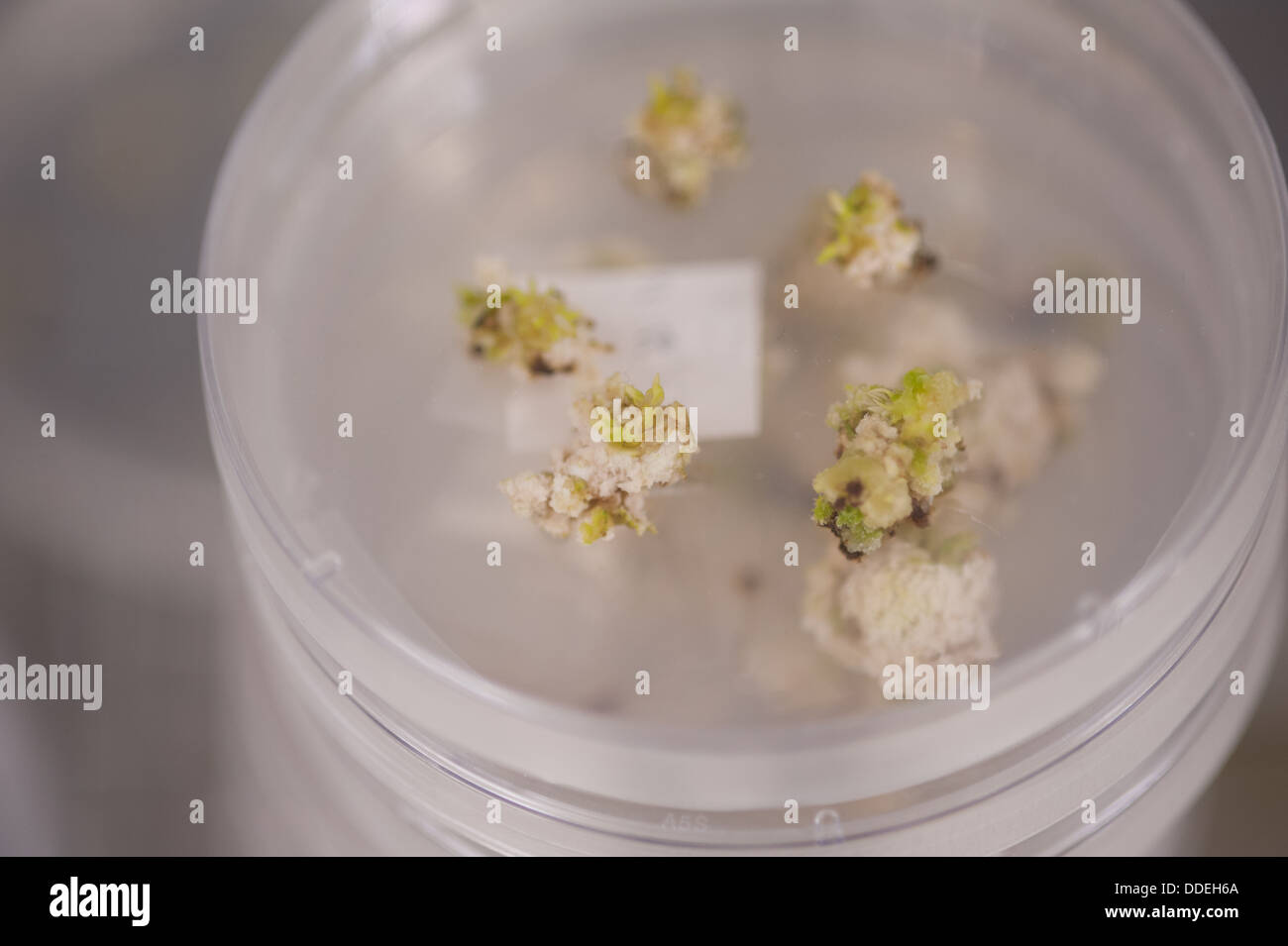 Les tissus des plantes OGM sur une boîte de Petri Banque D'Images