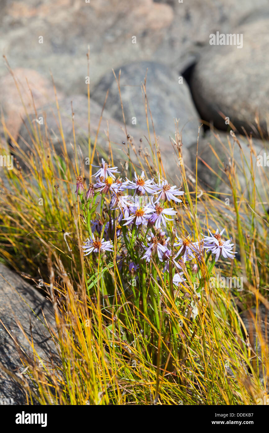 Fleurs de l'Aster maritime dans la Mer Baltique Mer Banque D'Images