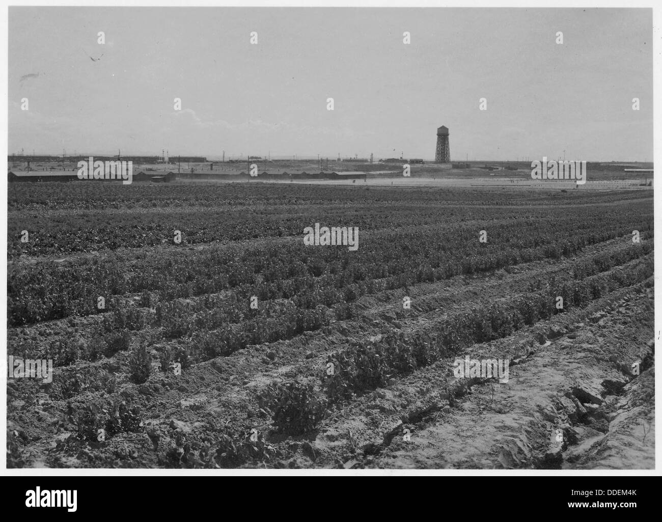 Minidoka Centre de réinstallation, de chasser, de l'Idaho. Un jardin de légumes table planté par les élèves de l'école . . . 539529 Banque D'Images