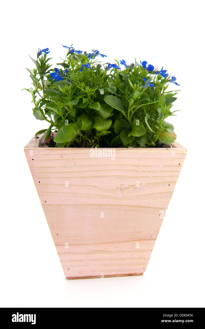 Lobelia bleu rose en pot Banque D'Images