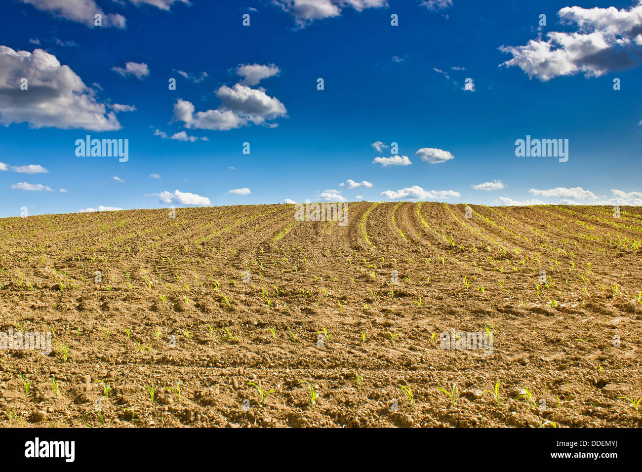 - Un champ de maïs nouvellement semé sur un terrain sous ciel bleu Banque D'Images