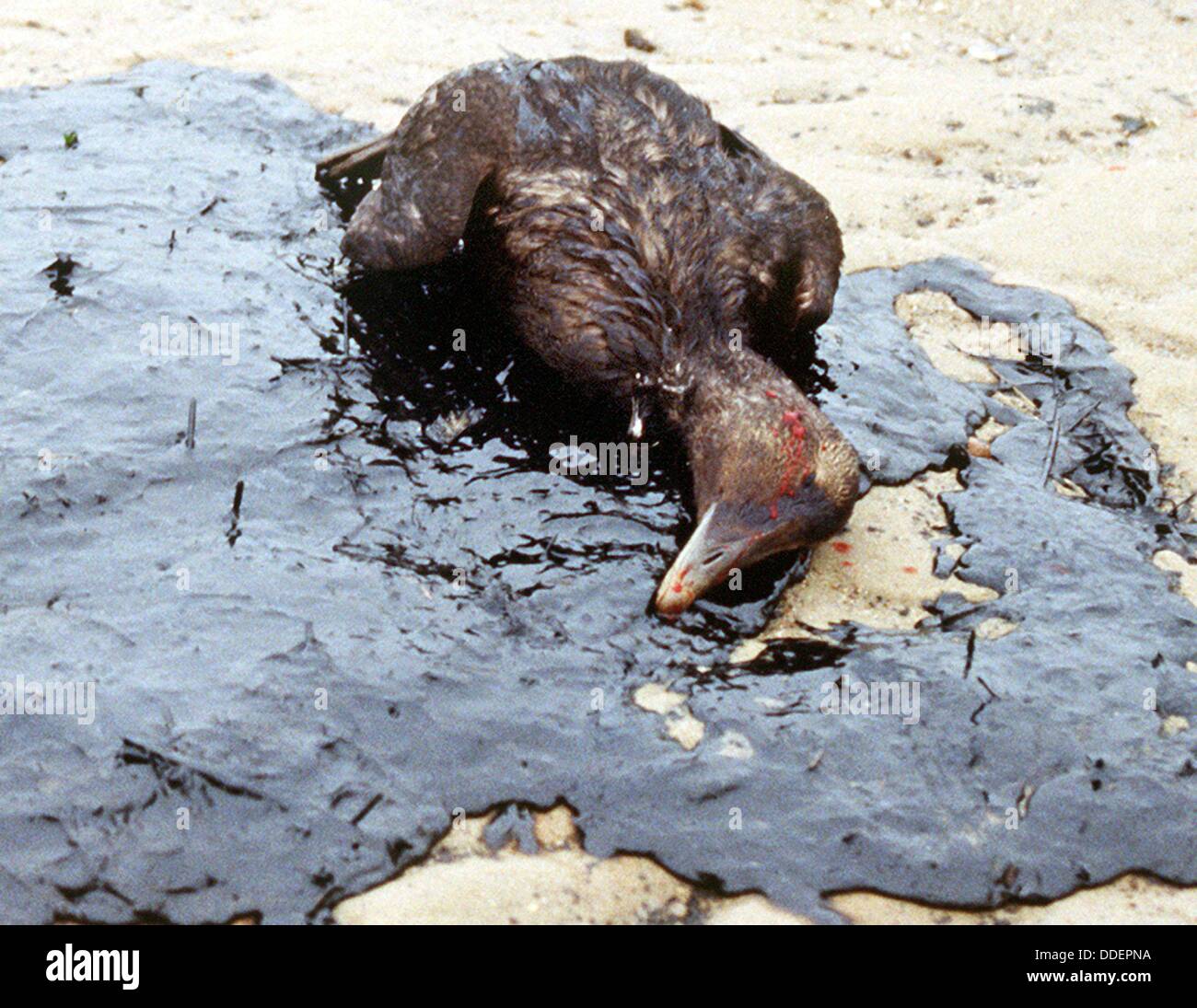 Un eider mort couché dans l'huile avec des grumeaux à la rive de Amrum Odde le 10 novembre en 1998. Une marée noire de grande ampleur menace le frison du nord de la mer de Wadden. Banque D'Images