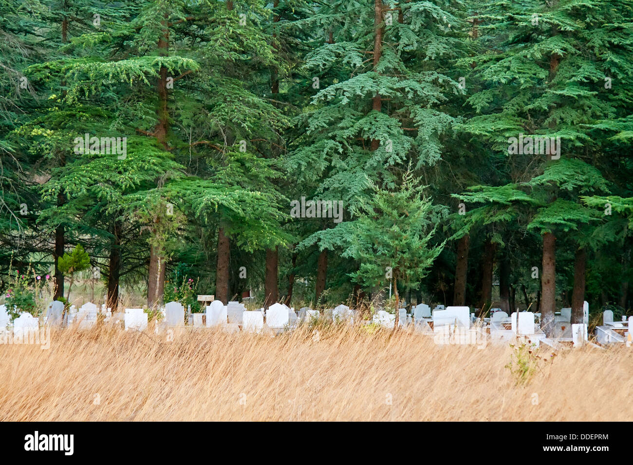 Cimetière turc sous les pins dans un champ. Banque D'Images