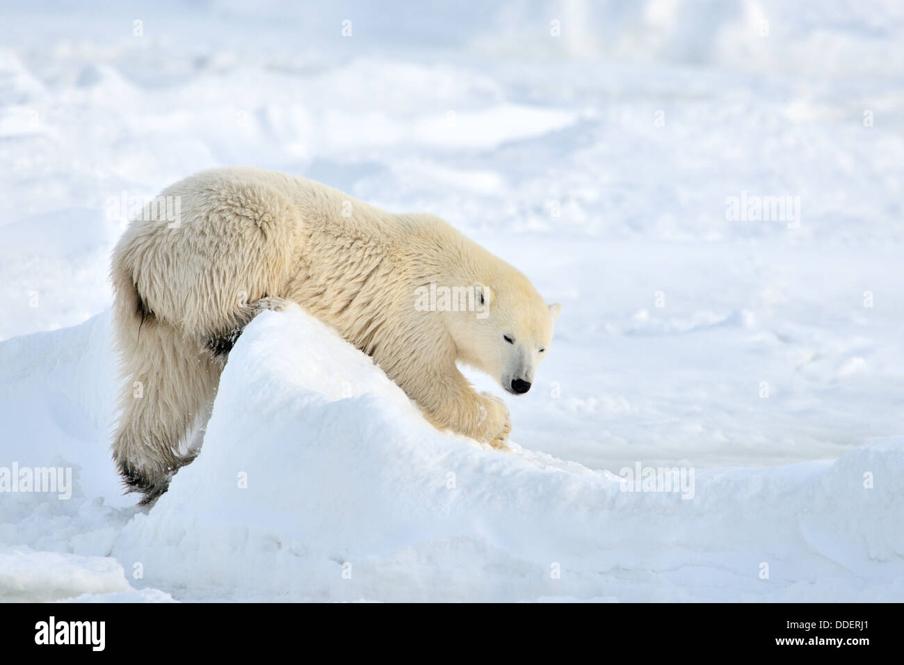 L'ours polaire (Ursus maritimus) jouent dans la neige sur la banquise, Churchill, la baie d'Hudson, au Manitoba, Canada. Banque D'Images