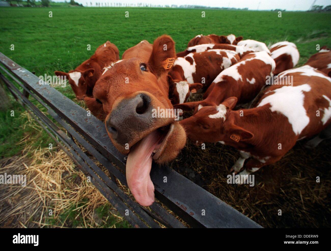 Une vache lèche la clôture (photo de mai 1995). Représentants du gouvernement britannique, ont admis qu'il pourrait y avoir une corrélation entre l'ESB et la maladie de Creutzfeldt-Jakob chez les humains. Banque D'Images