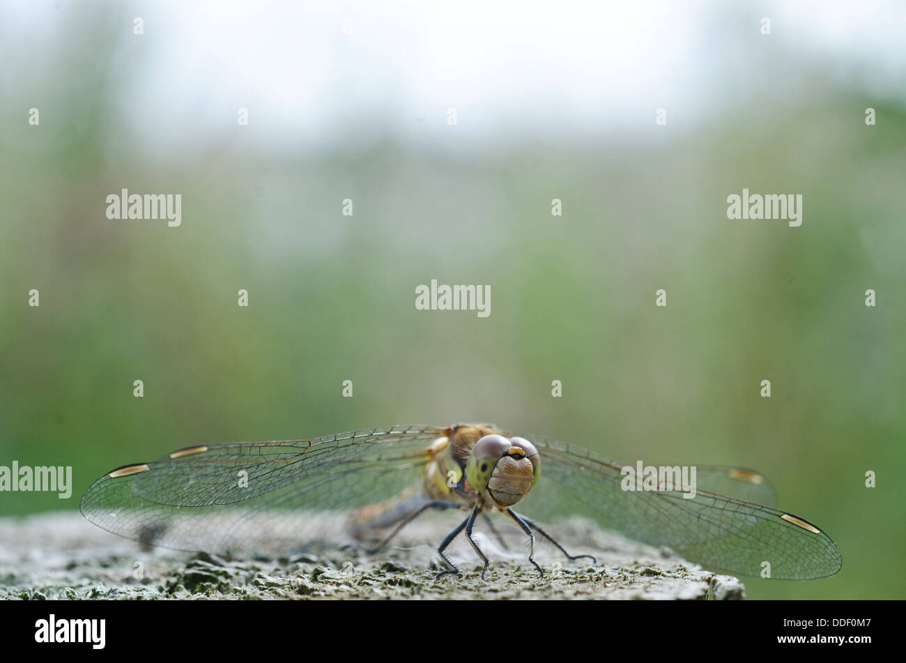 Sympetrum striolatum, dard de commun Banque D'Images