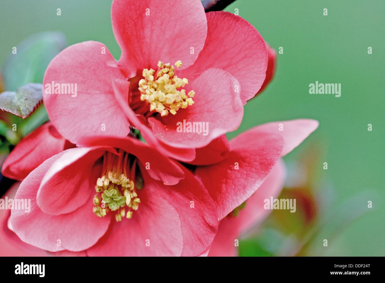 Cognassier à Fleurs Chaenomeles Sur Une Branche Près De