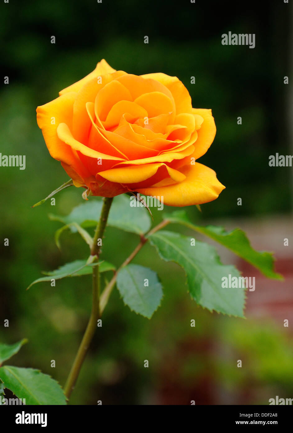 rose orange Banque D'Images