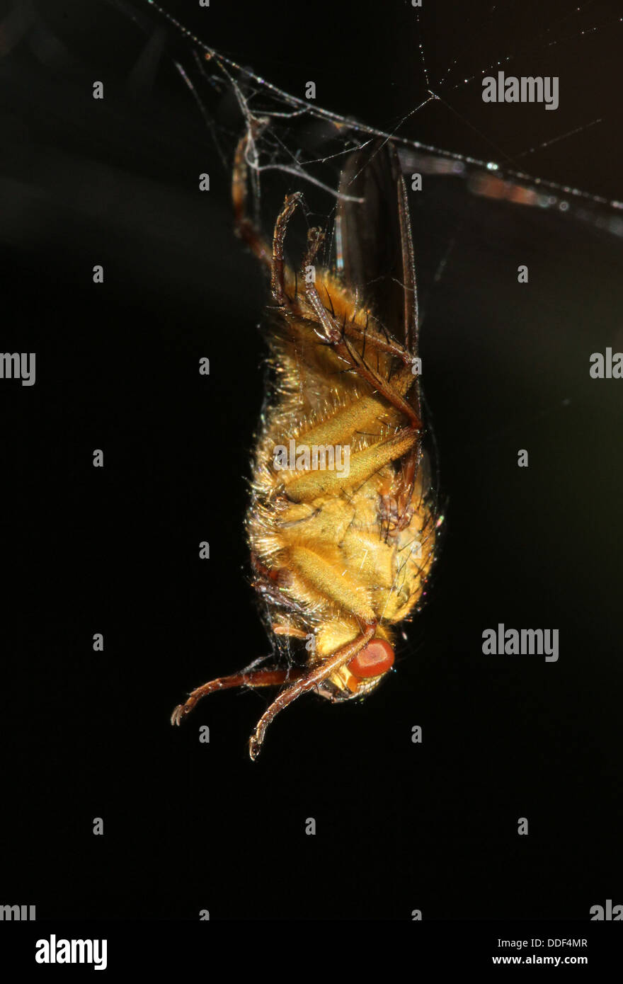 La bouse d'or jaune ou voler (Scatophaga stercoraria) pris dans un accrochage spider web Banque D'Images