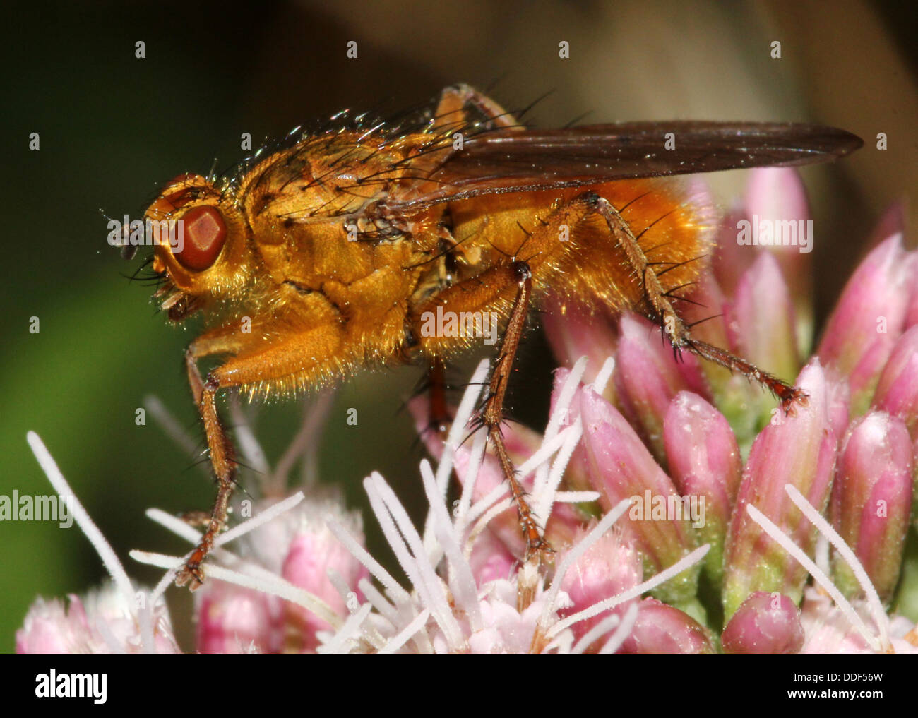 La bouse d'or jaune ou voler (Scatophaga stercoraria) posant sur une fleur Banque D'Images