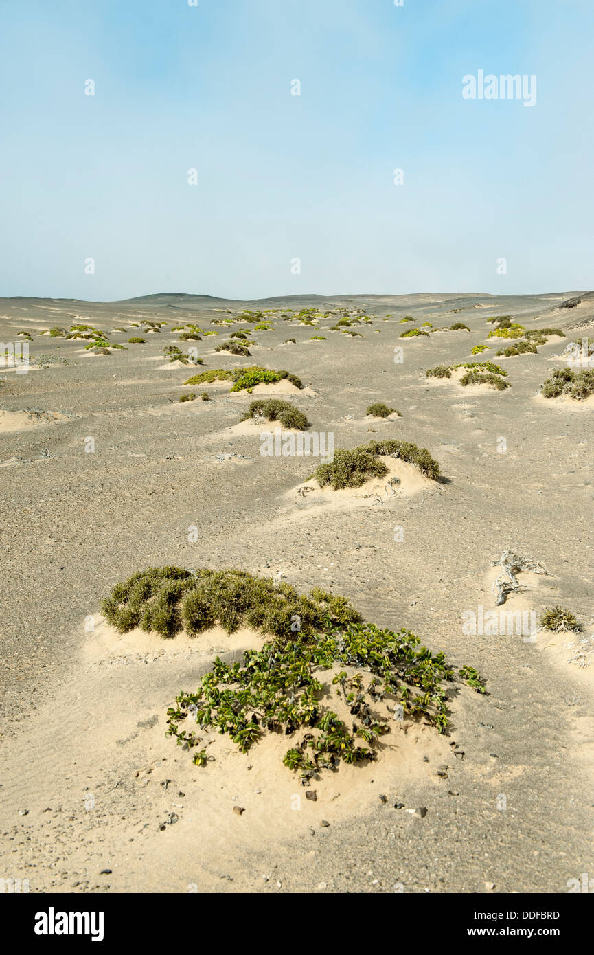 Skeleton Coast National Park, Namibie Banque D'Images