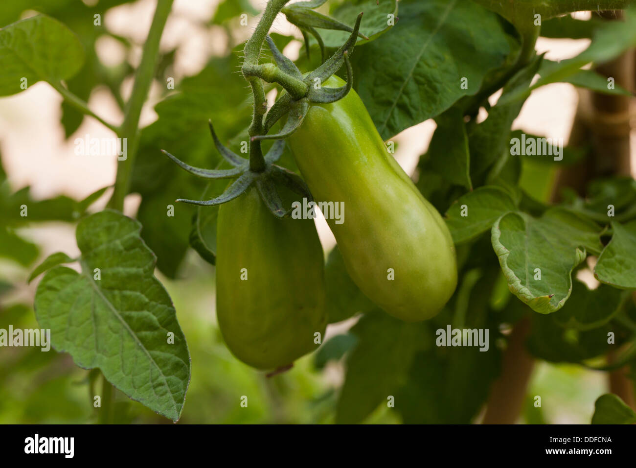 Pozzano tomate (Solanum lycopersicum) Banque D'Images