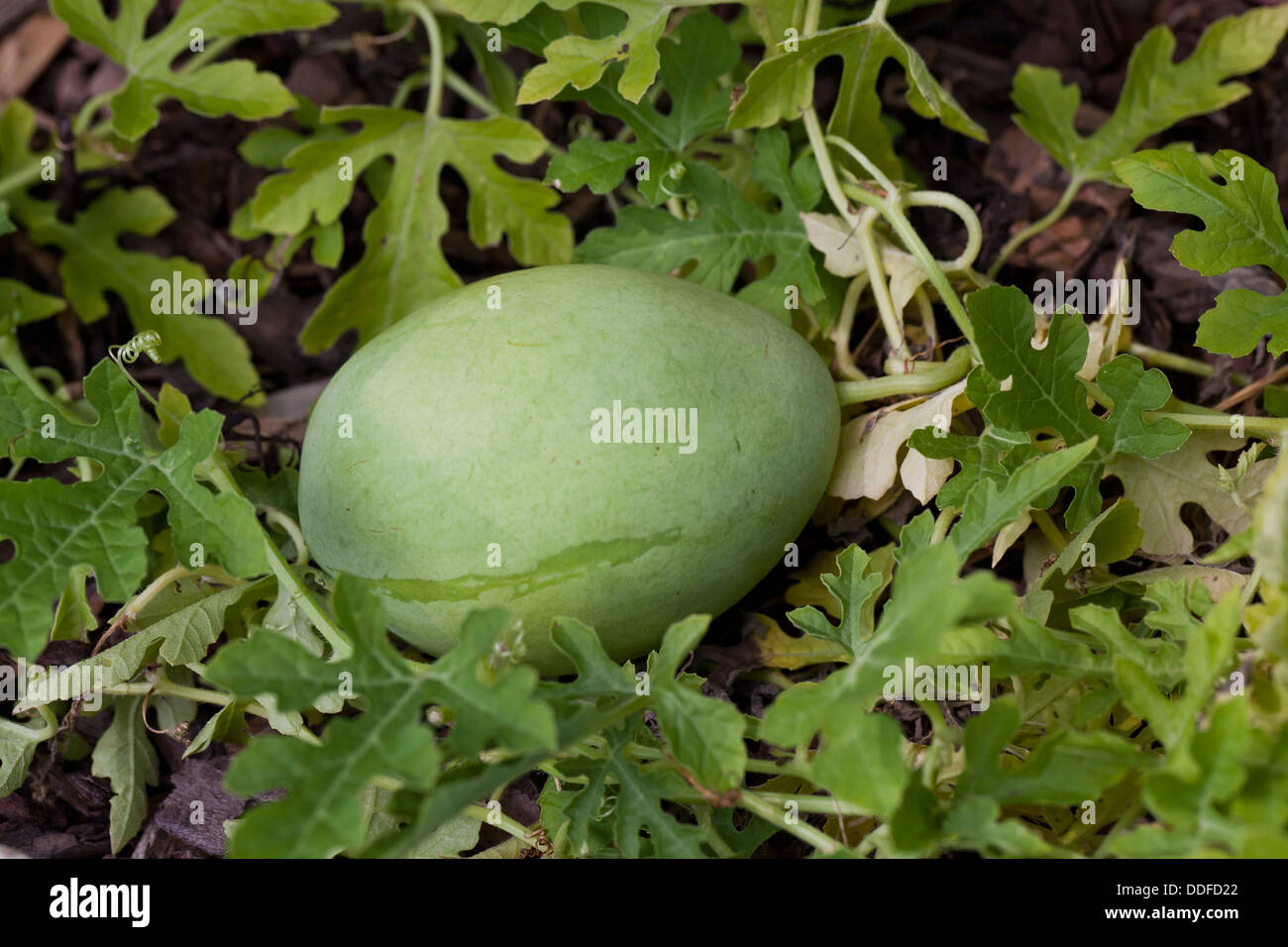 L'oeuf d'oie melon Egusi (Citrullus vulgaris) Banque D'Images