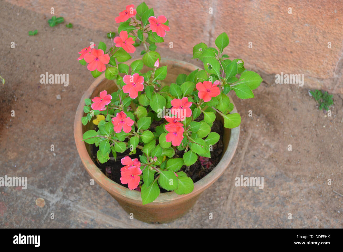 Belle petite feuille rouge fleurs Banque D'Images