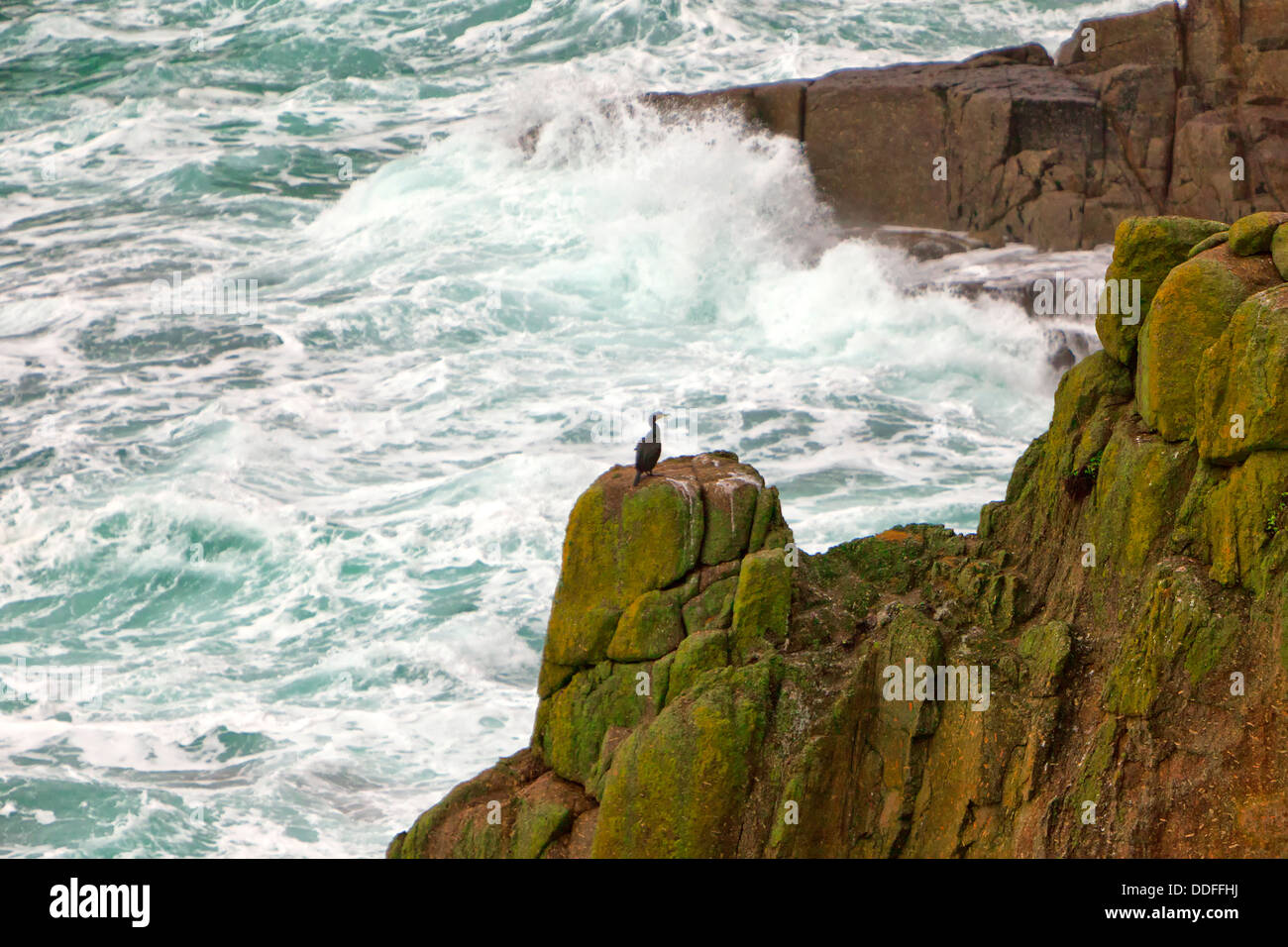 Cormoran de Lands End Banque D'Images