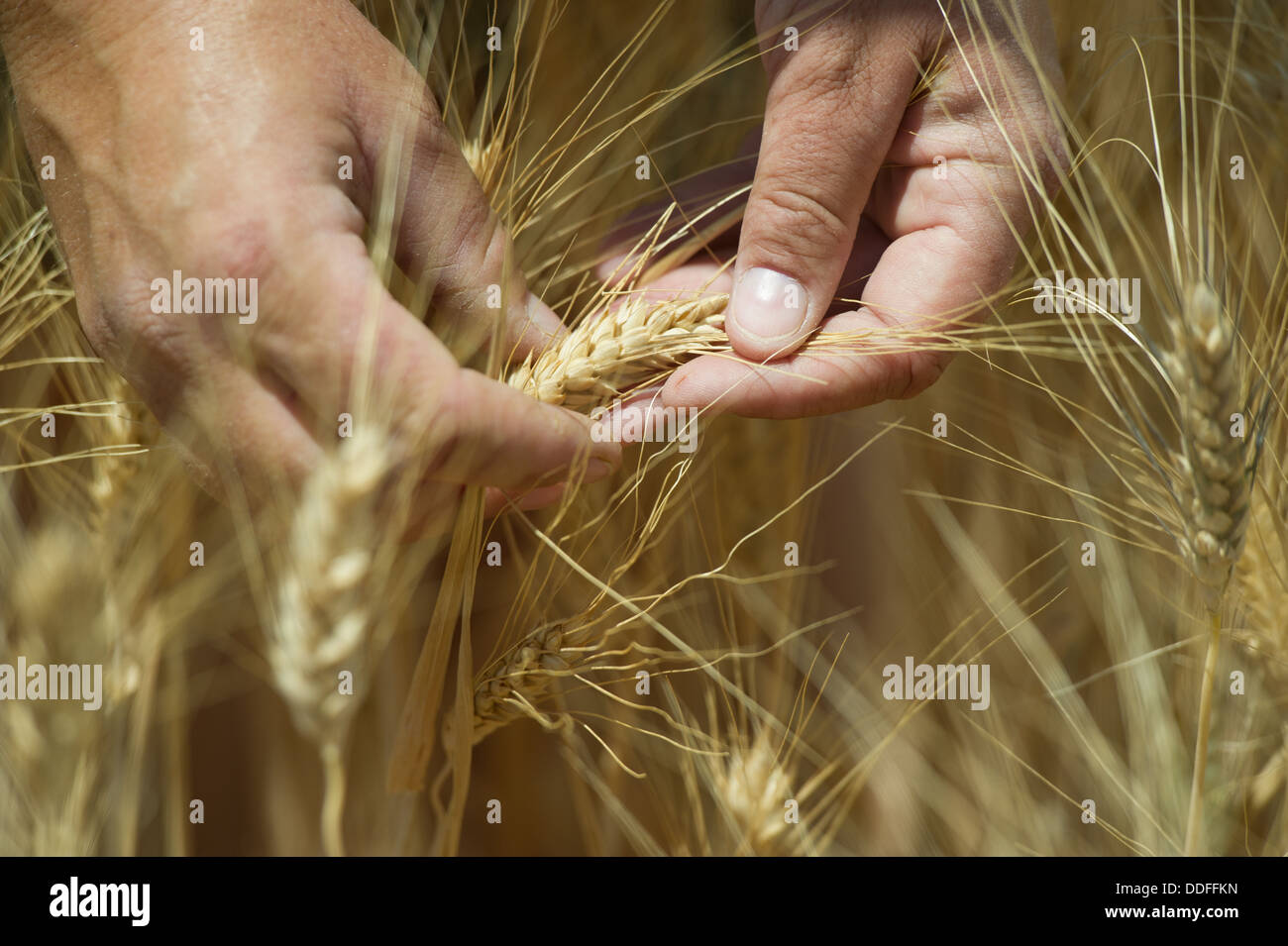 Farmer Holding Wheat Banque D'Images