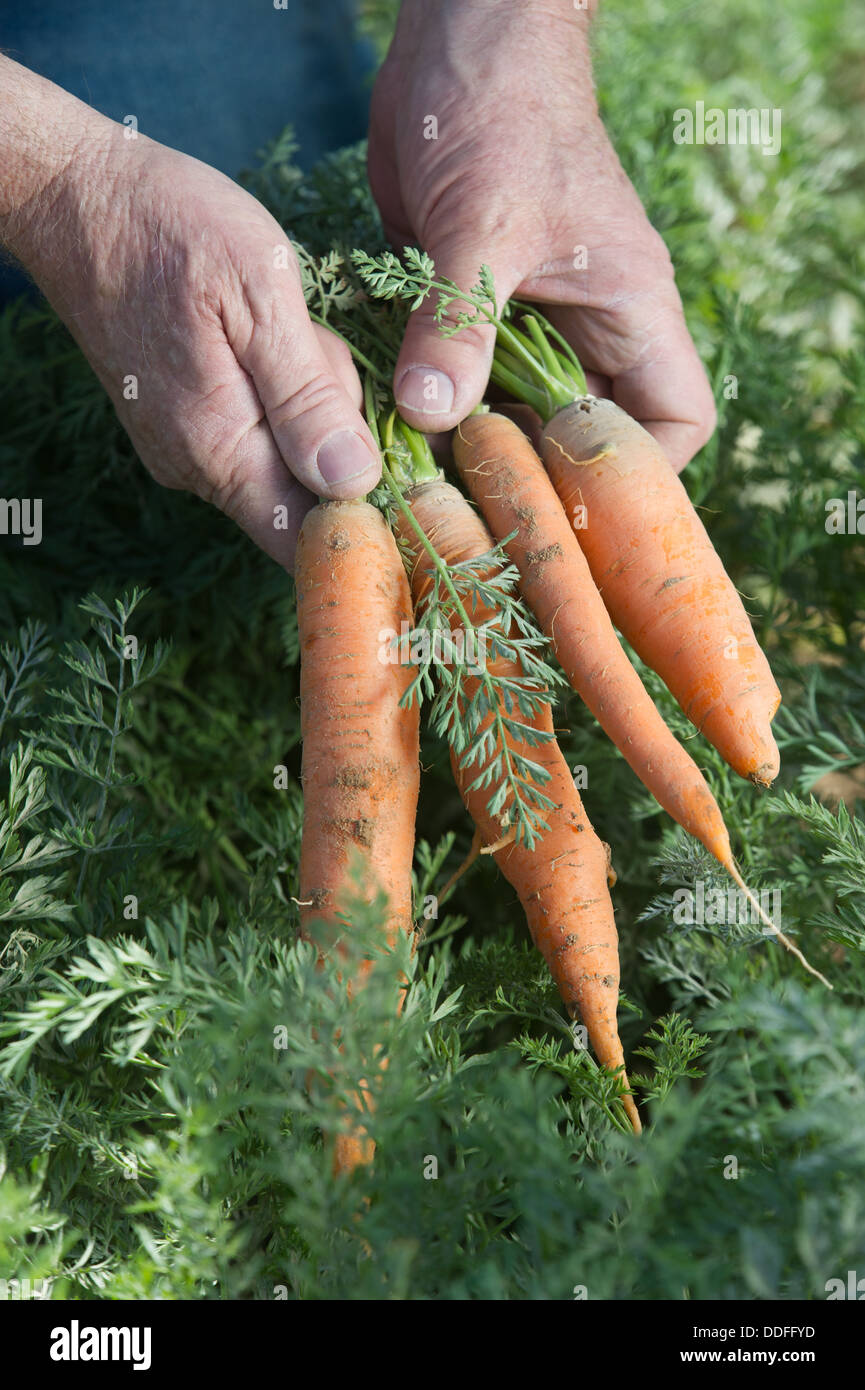 Farmer Holding Carrots Banque D'Images